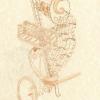 dessin fusain